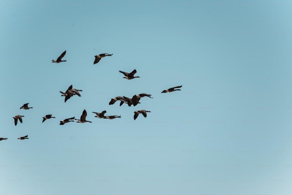 a flock of birds flying through a blue sky