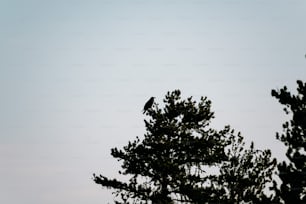 木の枝の上に座っている鳥