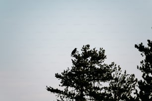 a bird sitting on top of a tree branch