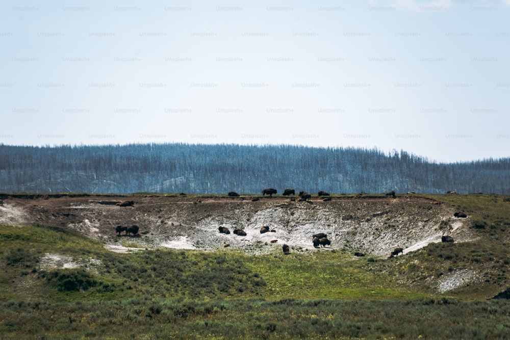 Eine Herde von Tieren, die auf einem üppig grünen Hügel stehen
