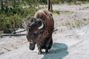 a bison standing on a dirt road in the woods