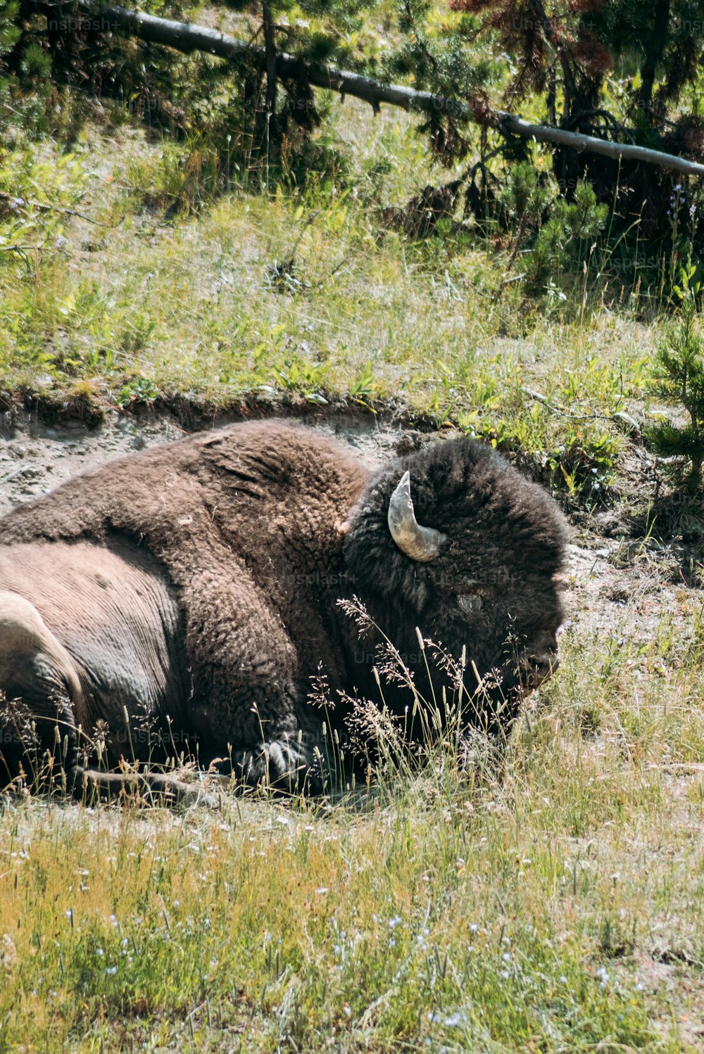 a bison laying down in a field of grass