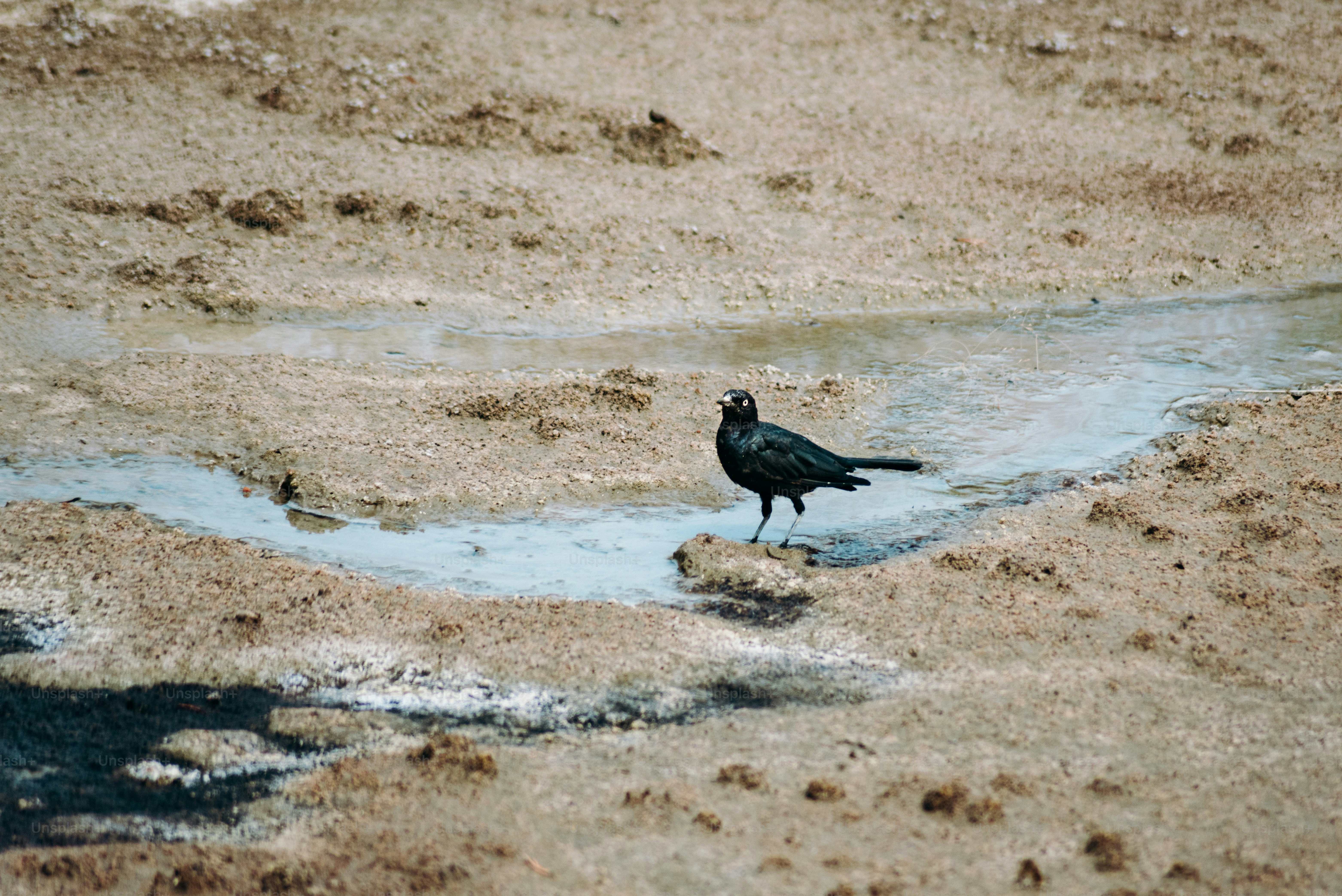 Un oiseau noir debout dans une flaque d’eau