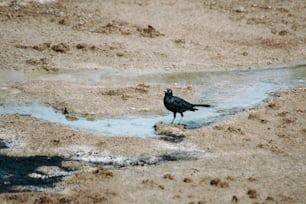 a black bird standing in a puddle of water