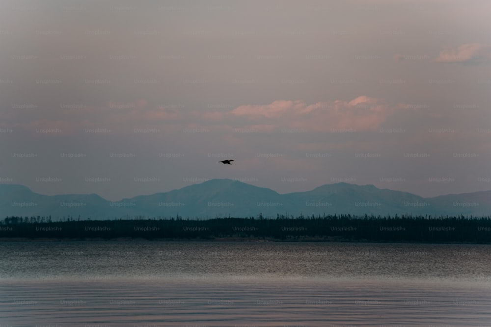 a bird flying over a body of water