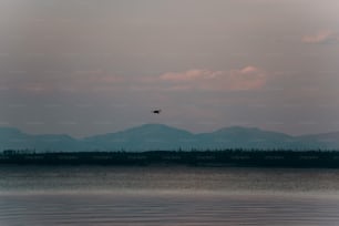 a bird flying over a body of water