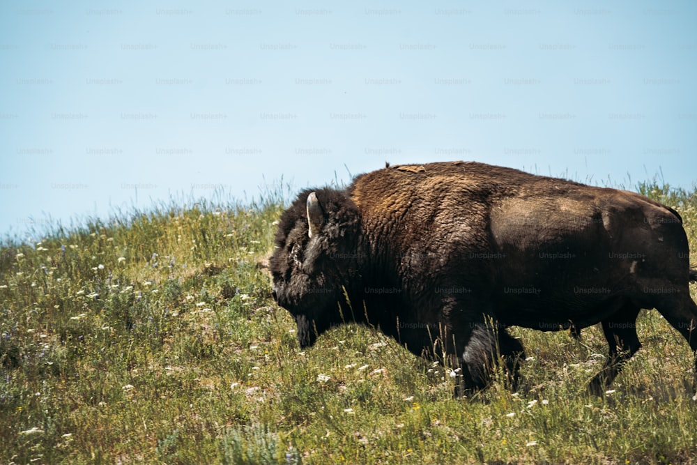 a bison is walking through a grassy field