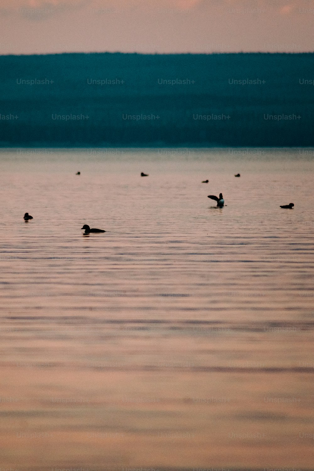 湖の上に浮かぶ鳥の群れ