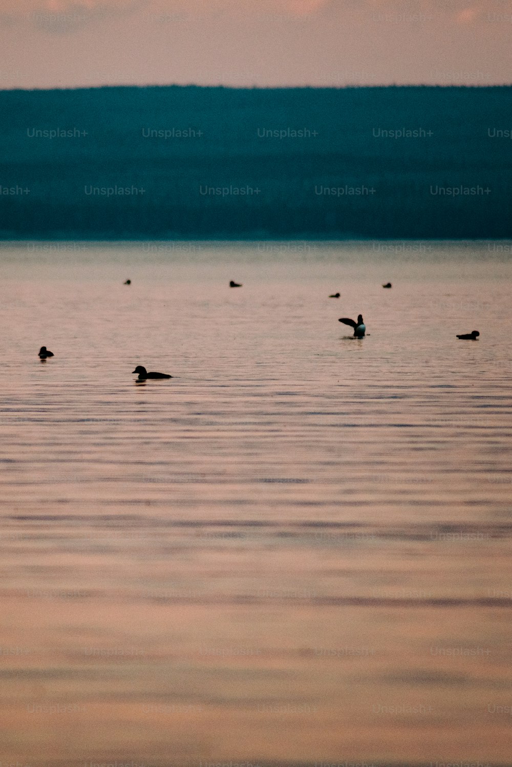 a flock of birds floating on top of a lake