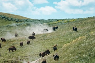 a herd of animals walking across a lush green field