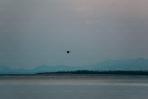 水域の上を飛ぶ鳥