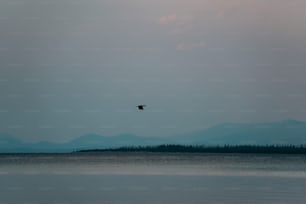 a bird flying over a body of water