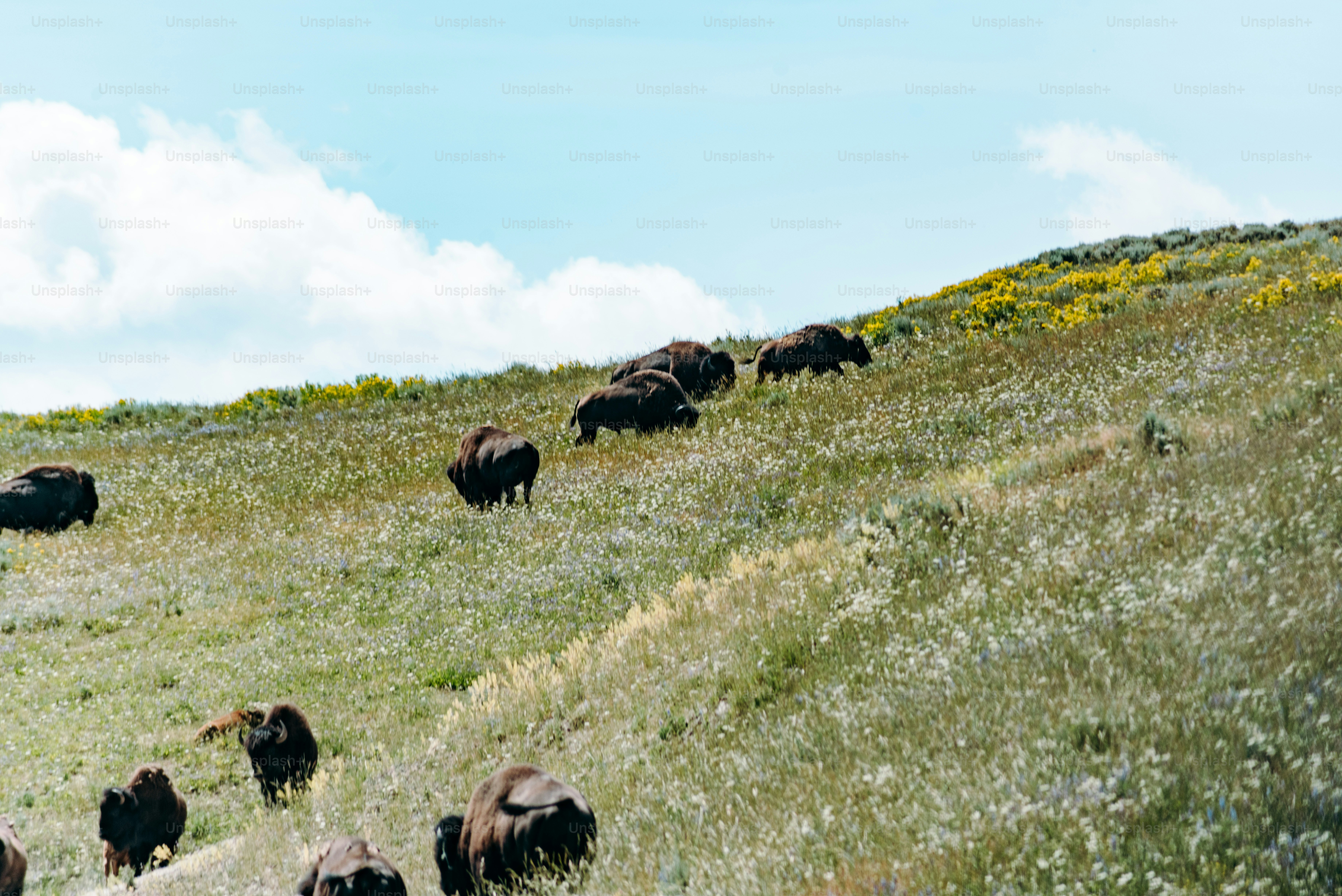 a herd of cattle grazing on a lush green hillside
