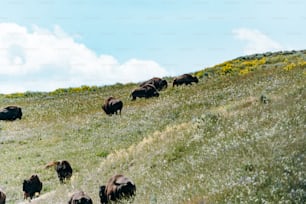 eine Rinderherde, die auf einem üppig grünen Hügel grast