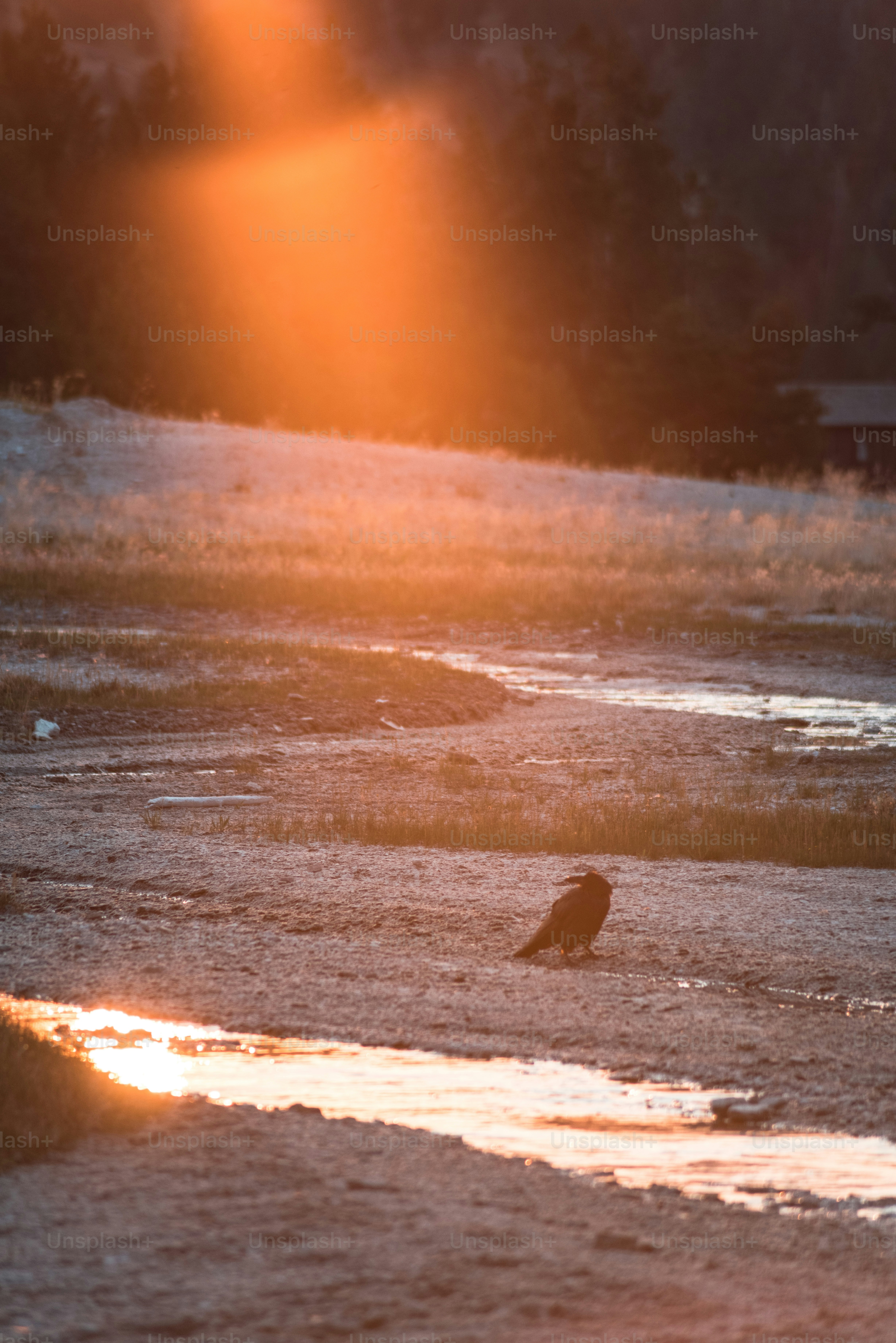 un oiseau assis au milieu d’un plan d’eau