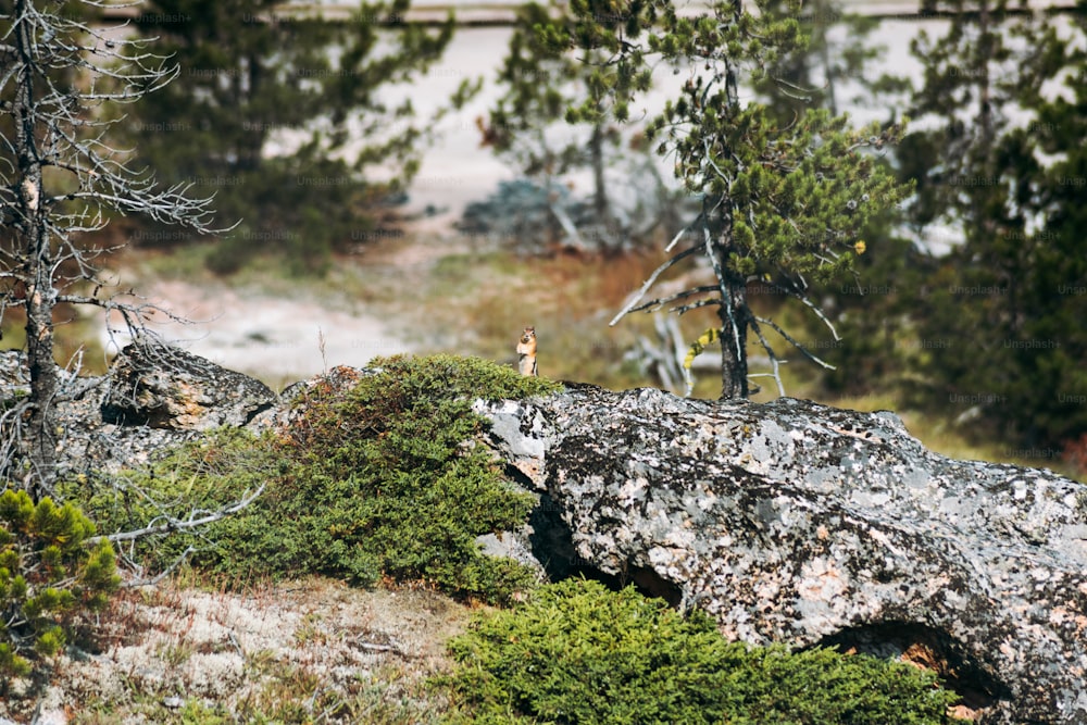 a couple of animals that are standing on a rock