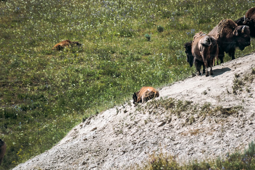 a herd of bison standing on top of a grass covered hillside