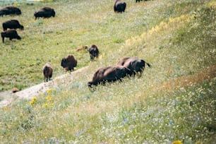 Una mandria di bufali al pascolo su una collina verde lussureggiante