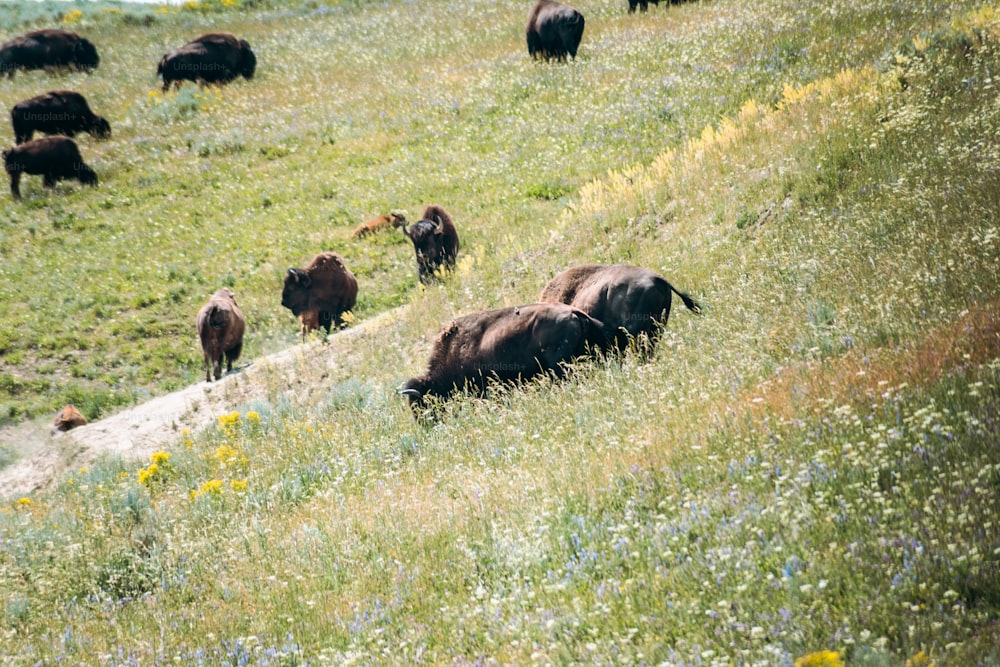 a herd of buffalo grazing on a lush green hillside