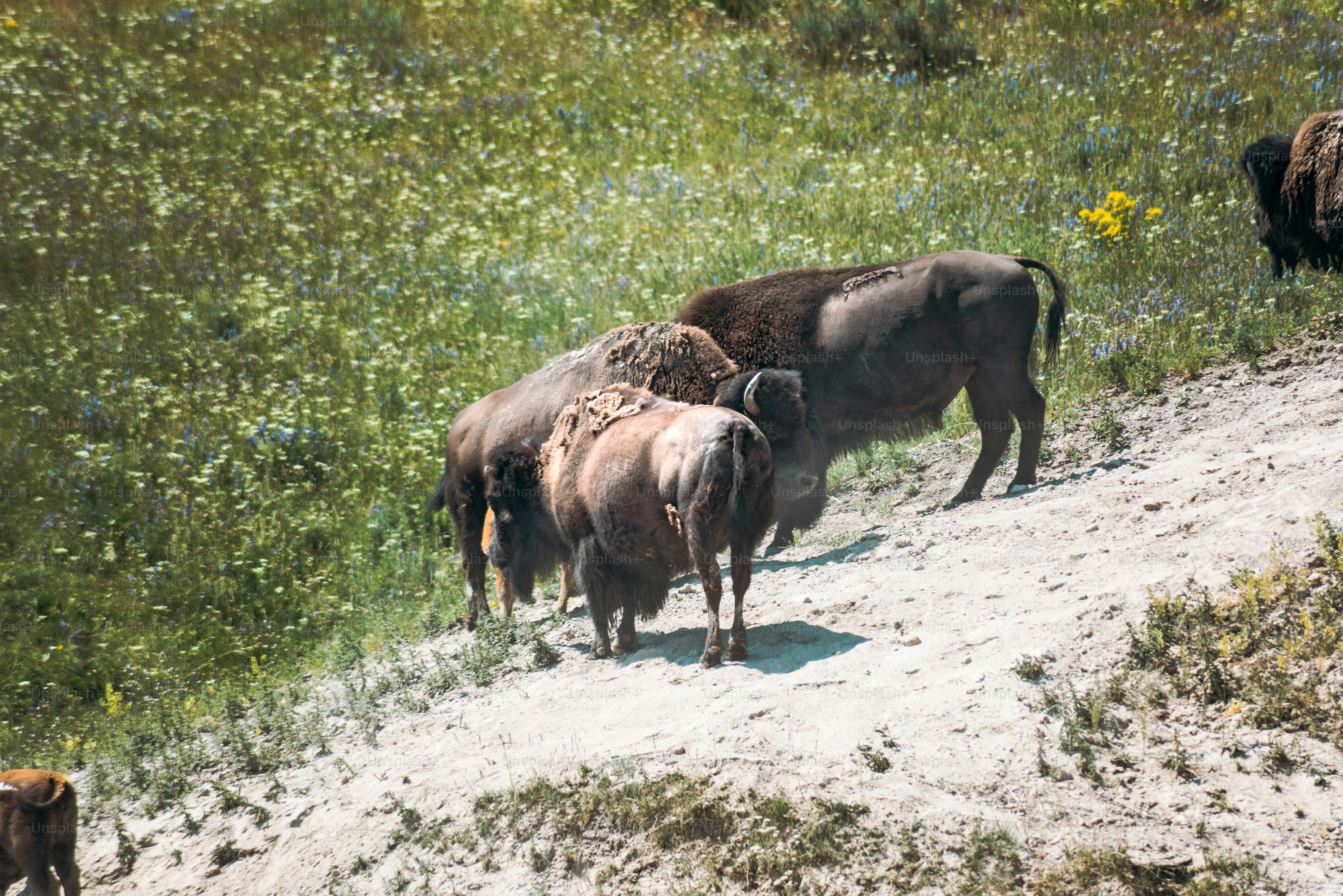 Un troupeau de buffles debout au sommet d’une colline couverte d’herbe