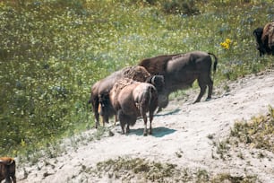 Una mandria di bufali in piedi sulla cima di una collina coperta di erba
