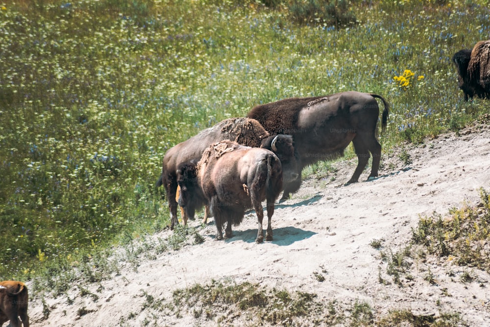 Una manada de búfalos de pie en la cima de una ladera cubierta de hierba