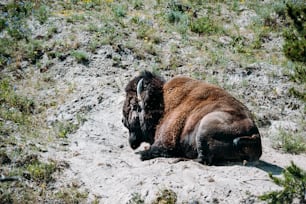 ein Bison, der sich mitten auf einem Feld niederlegt