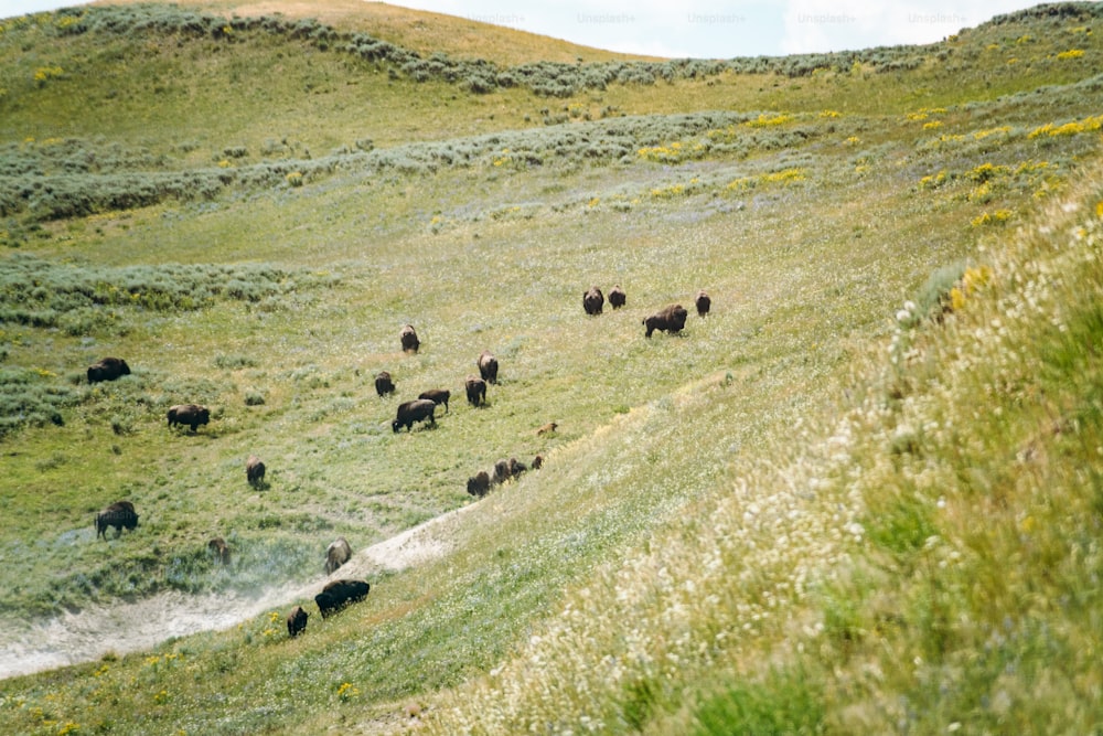 緑豊かな丘の中��腹で放牧されている牛の群れ