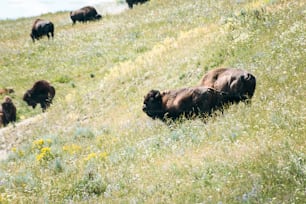 Una mandria di bisonti al pascolo su una collina verde lussureggiante