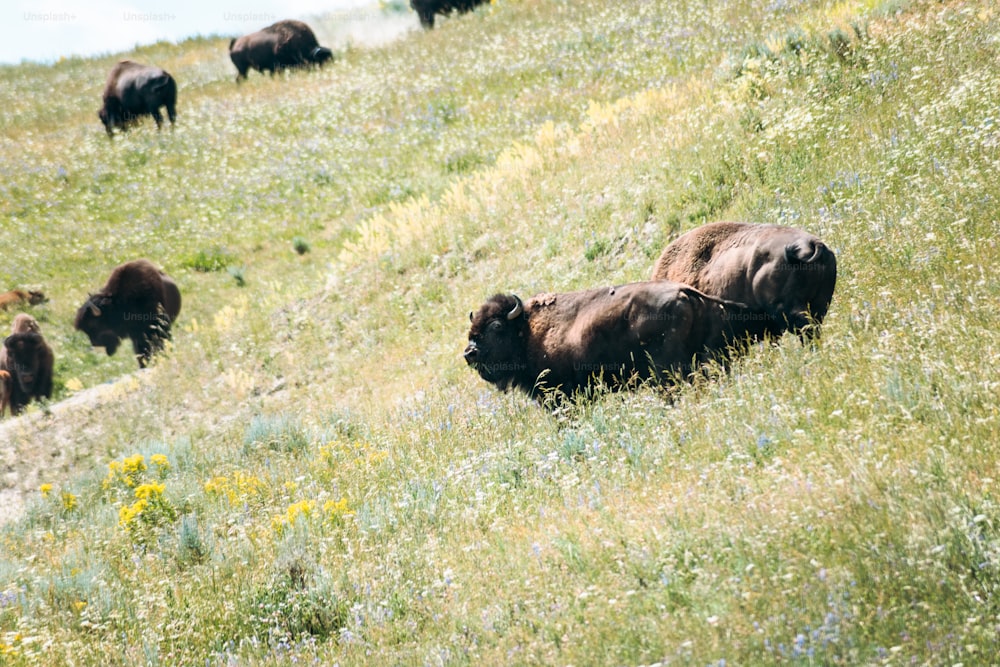 a herd of bison grazing on a lush green hillside