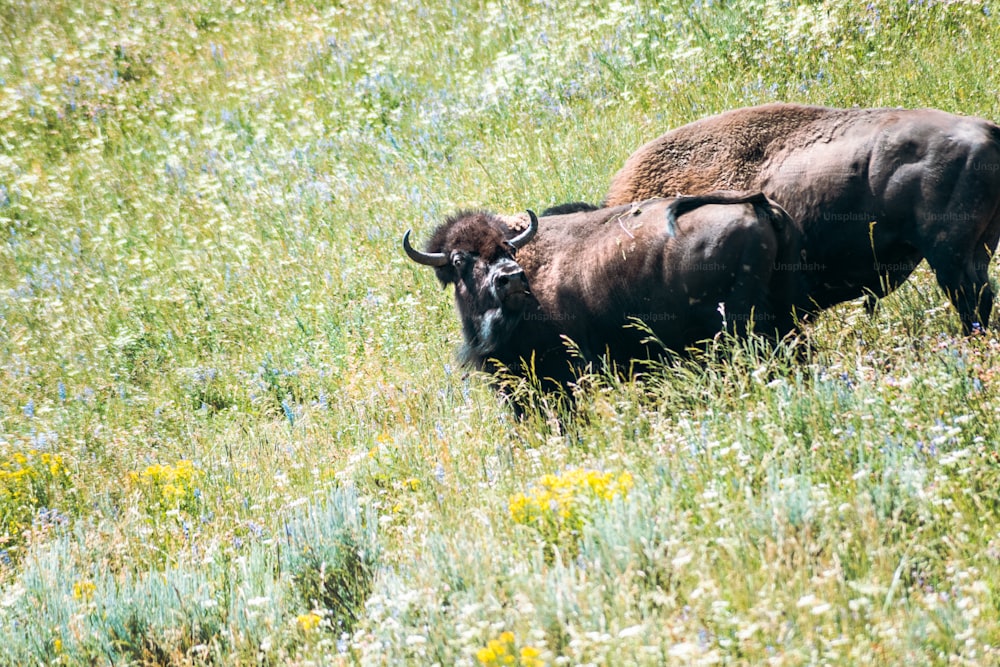 Una pareja de búfalos de pie en la cima de un exuberante campo verde