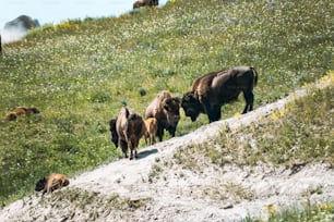a herd of cattle walking across a grass covered hillside