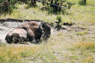 a bison laying in the mud in a field