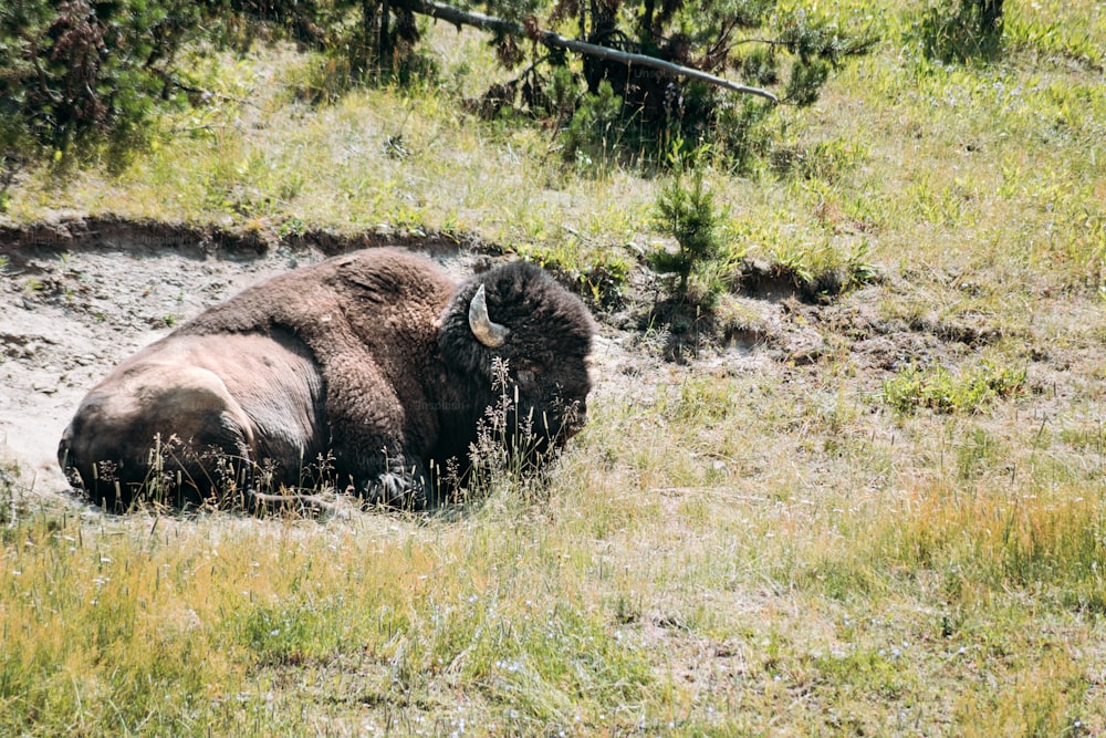 Un bisonte tendido en el barro de un campo