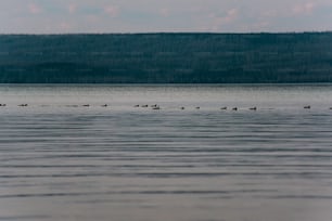 um bando de patos flutuando no topo de um lago
