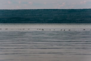 a flock of ducks floating on top of a lake