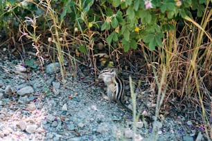 a striped cat sitting in the middle of a rocky area