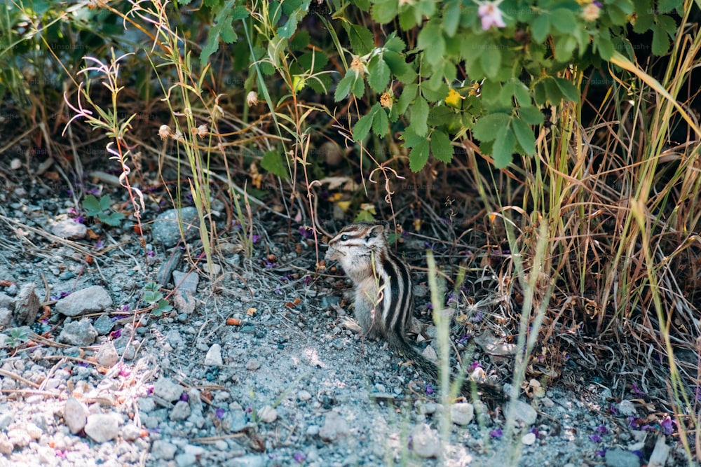 a striped cat sitting in the middle of a rocky area