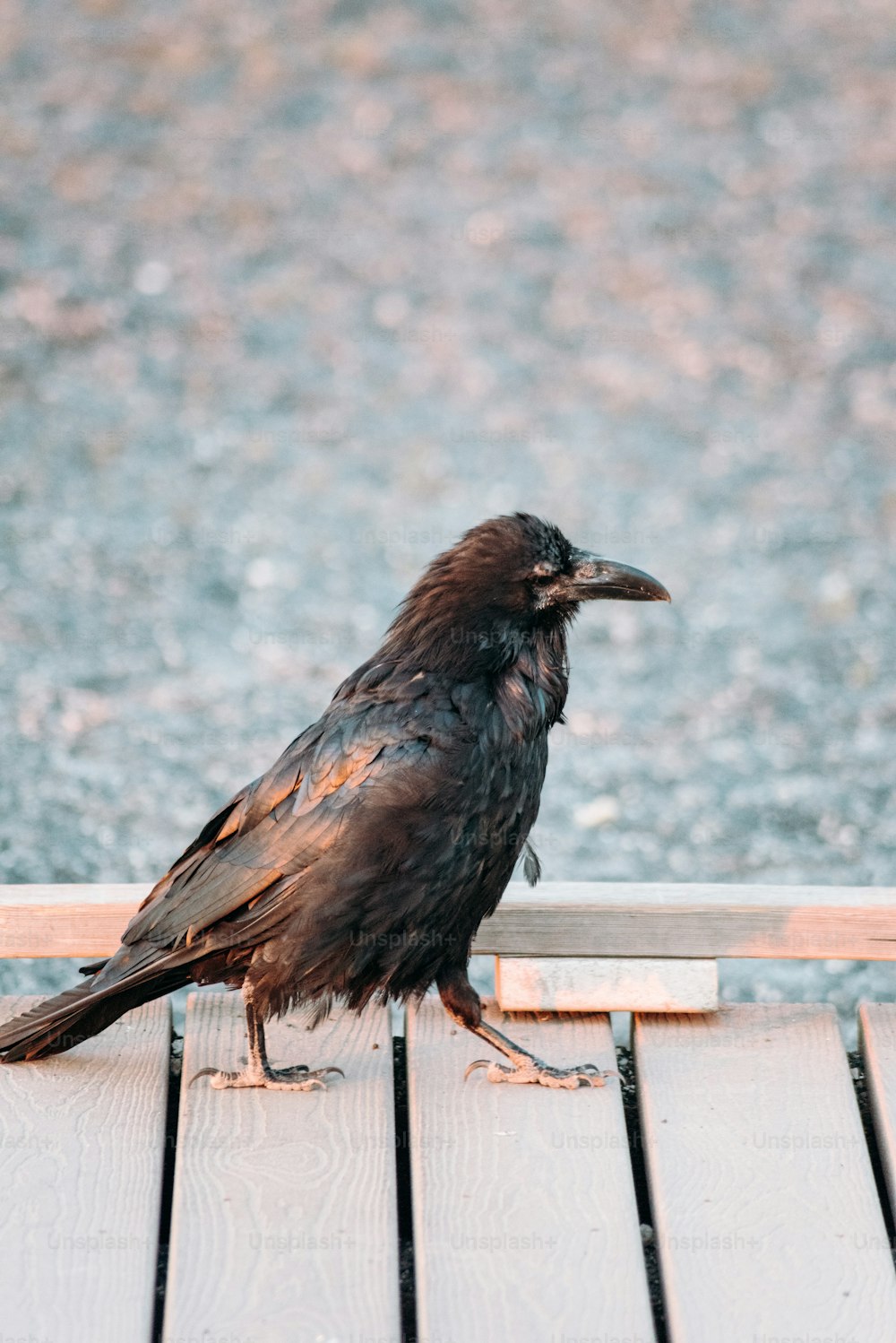 un uccello nero seduto sopra un pavimento di legno