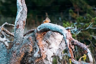 a small bird perched on a tree branch