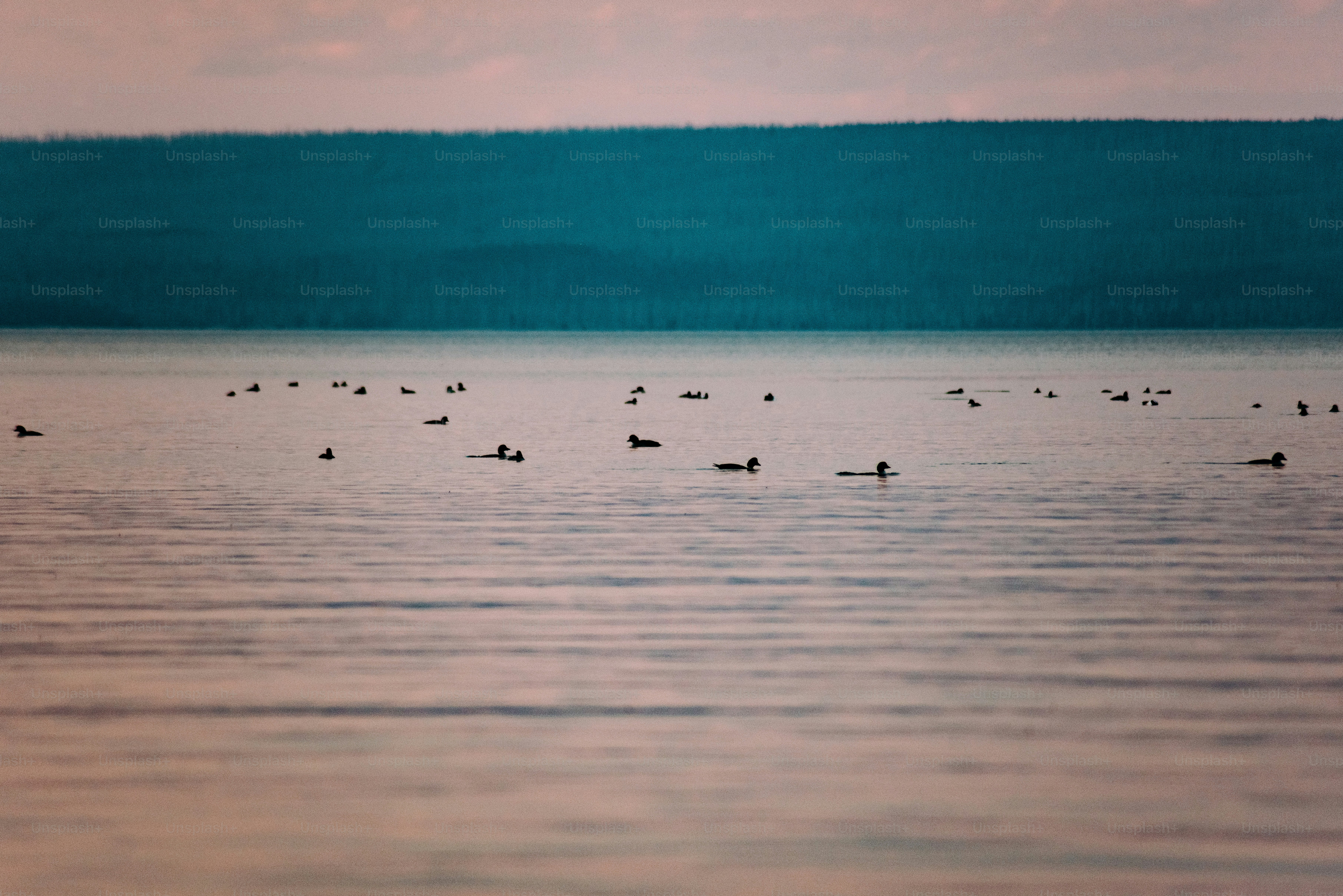 a flock of ducks floating on top of a lake