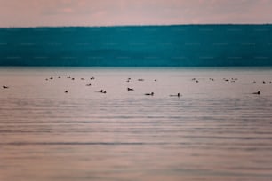 une volée de canards flottant au-dessus d’un lac