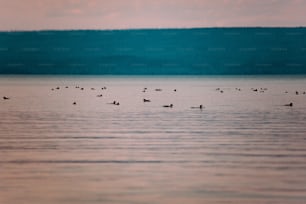 a flock of ducks floating on top of a lake