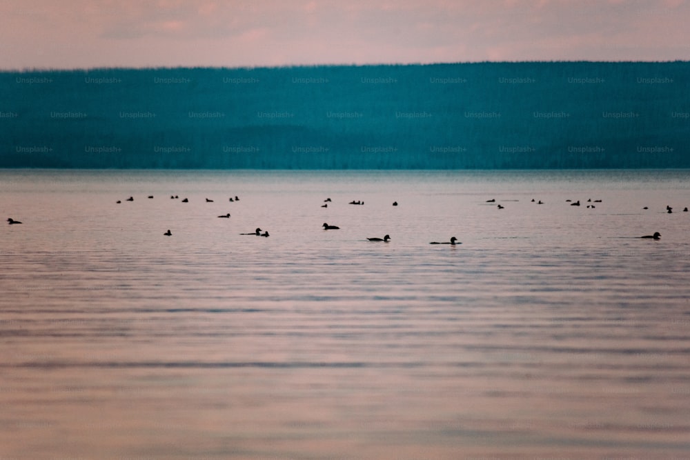 a flock of ducks floating on top of a lake