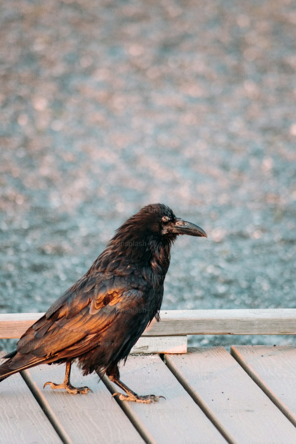 um pássaro preto sentado em cima de um deck de madeira