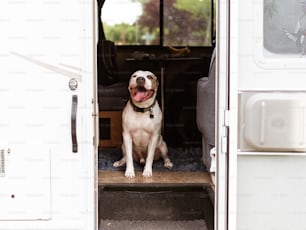 a brown and white dog sitting in the back of a truck