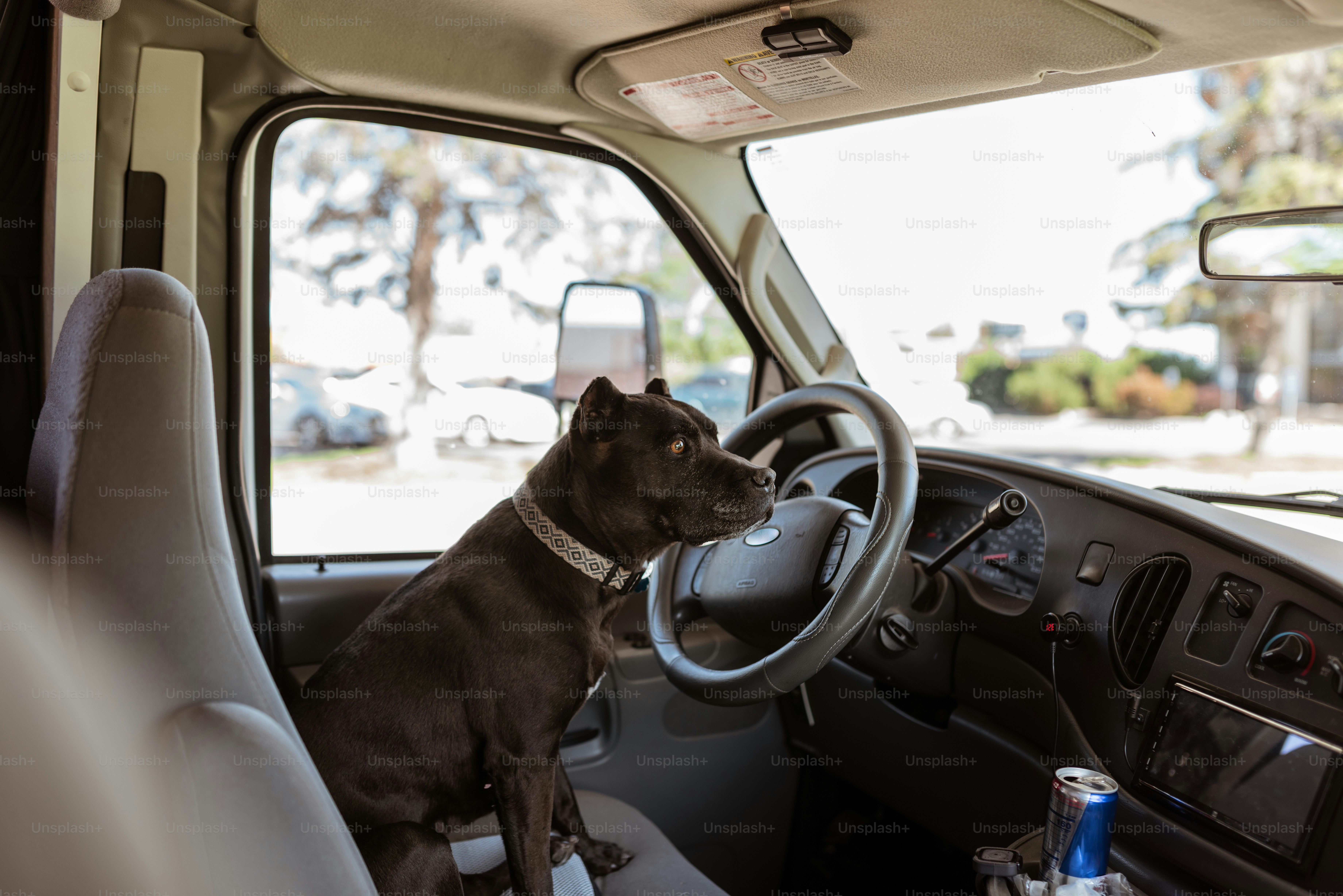 a dog sitting in the driver's seat of a vehicle