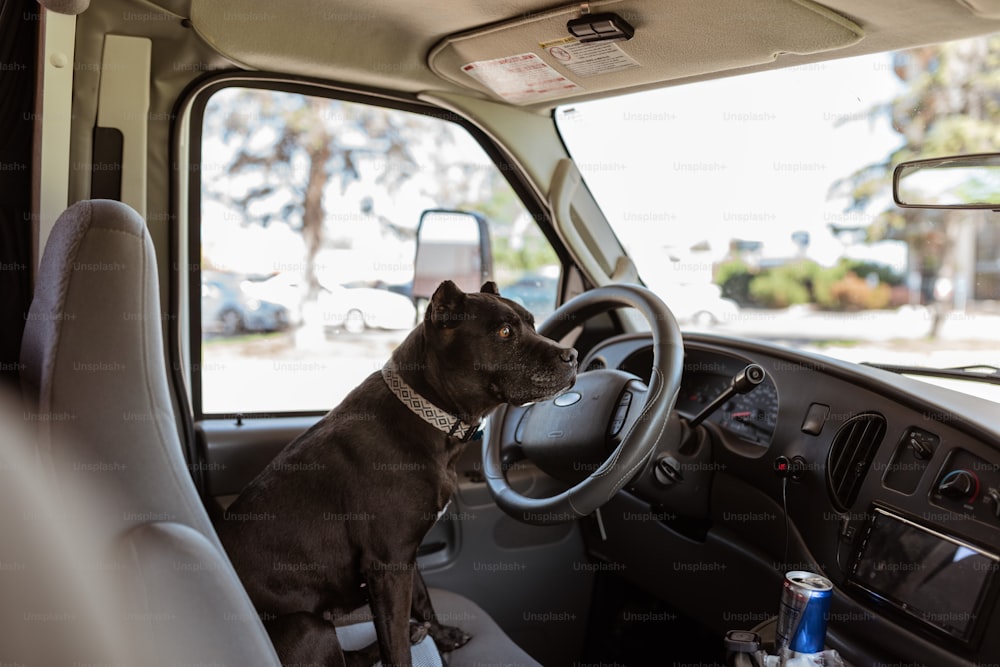 ein Hund, der auf dem Fahrersitz eines Fahrzeugs sitzt