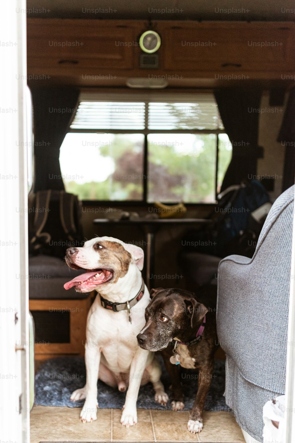 Ein paar Hunde, die auf der Ladefläche eines Lastwagens sitzen