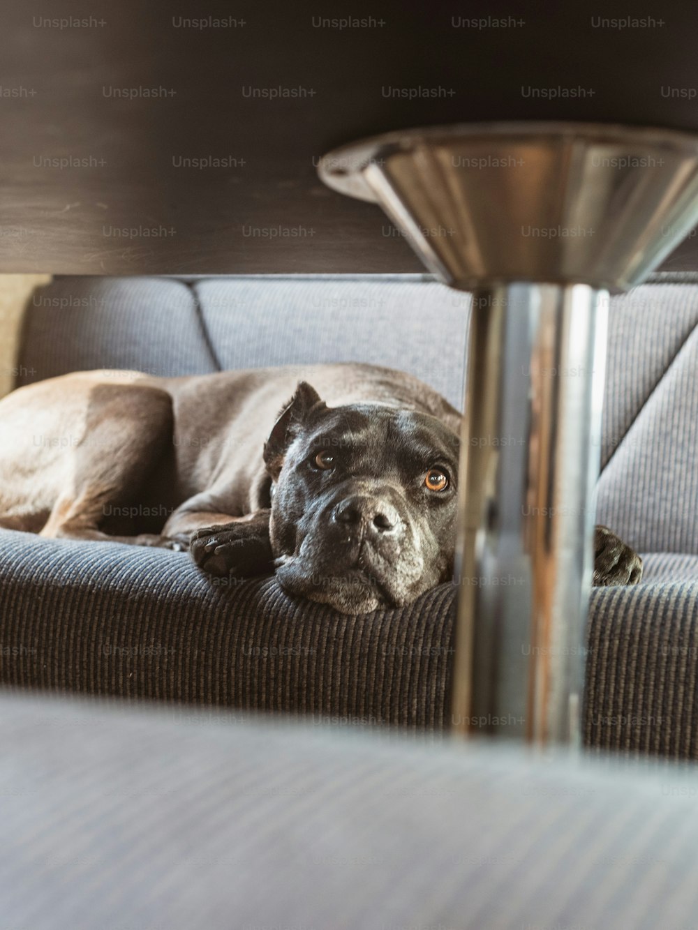 Un perro acostado en un sofá junto a una lámpara